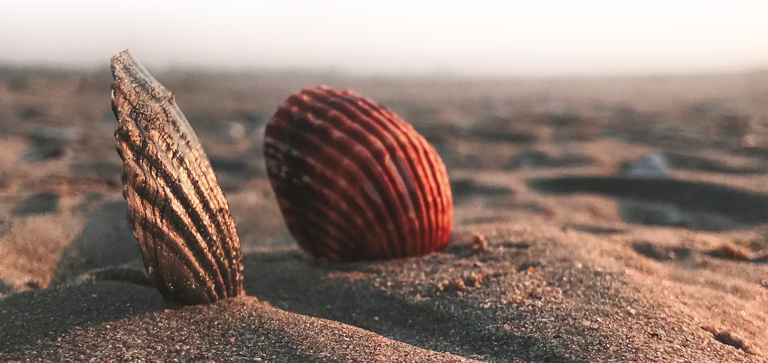 celine-nedelec-naturo-coquillages