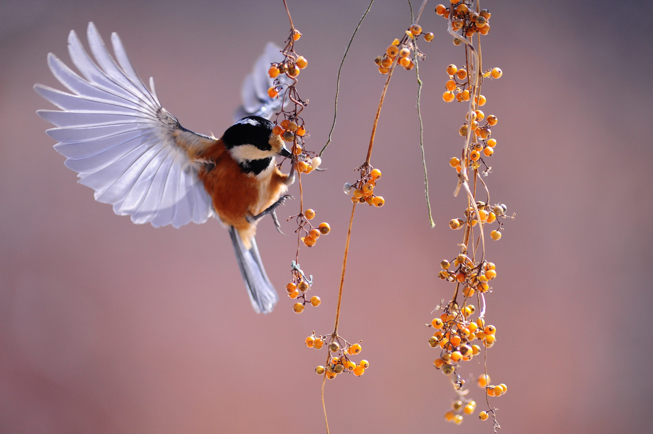 naturo-en-2-mots-oiseau-big
