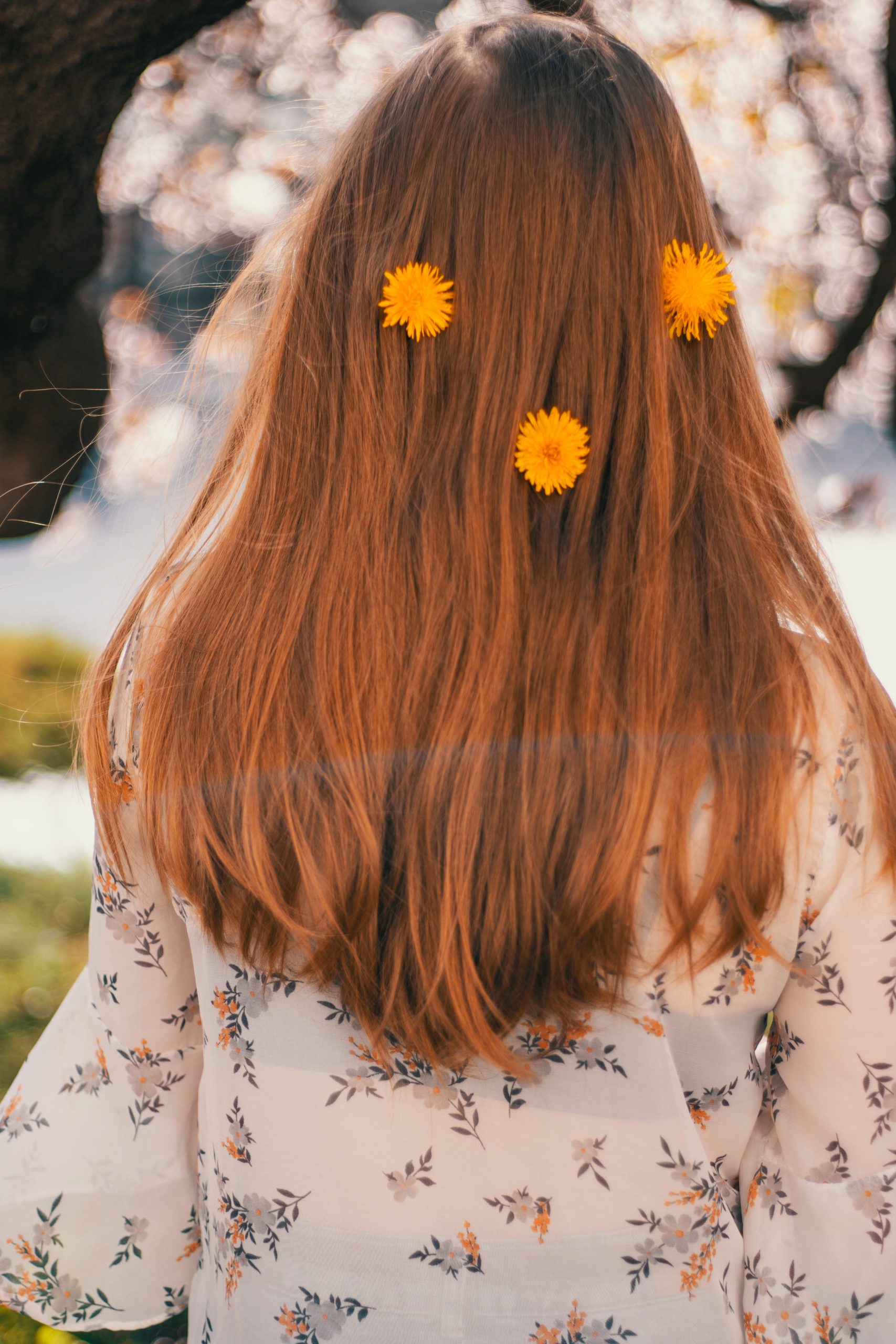 pexels-alina-vilchenko-3932740 pissenlit et détox