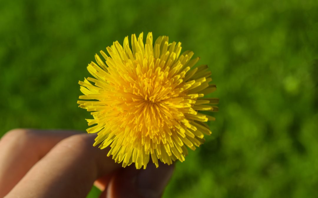 Pissenlit : la reine du printemps